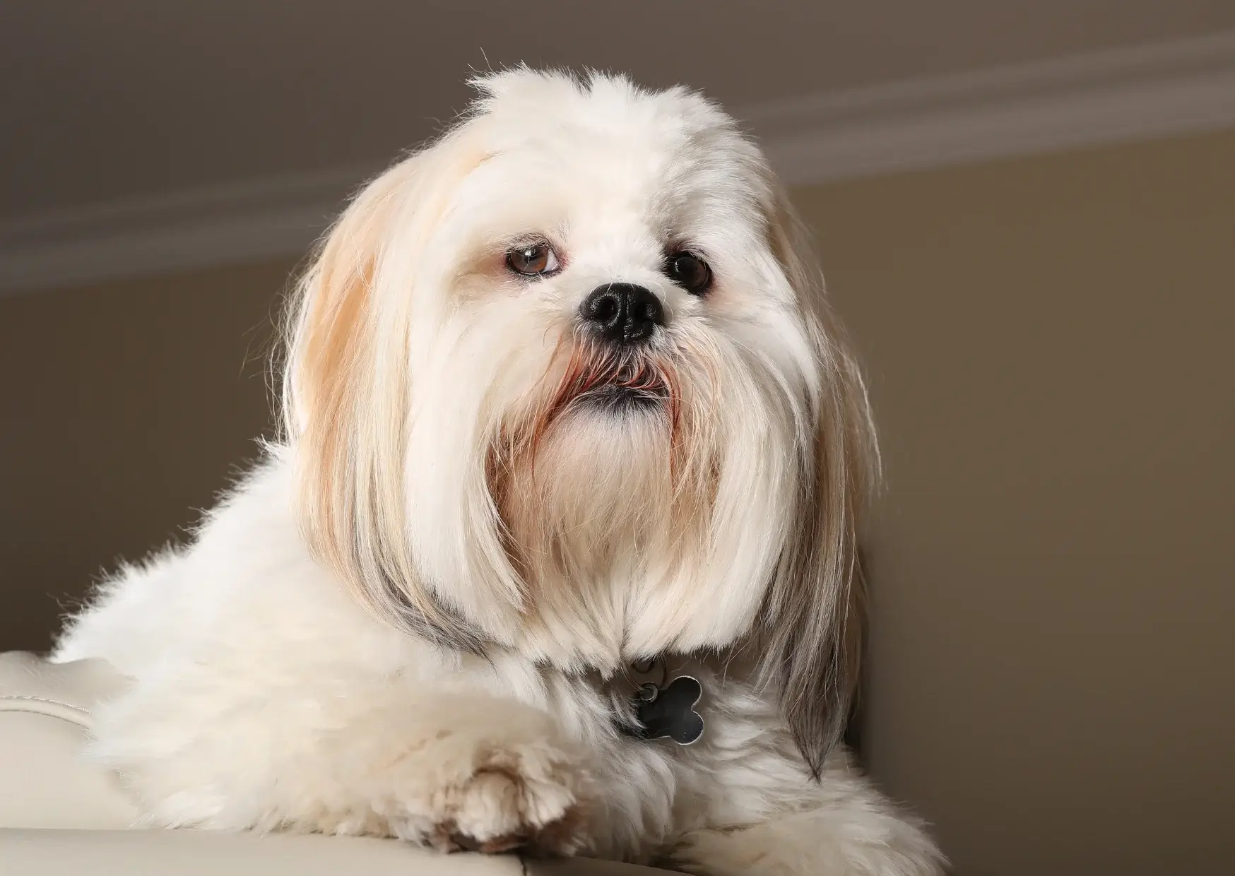 Lhassa Apso