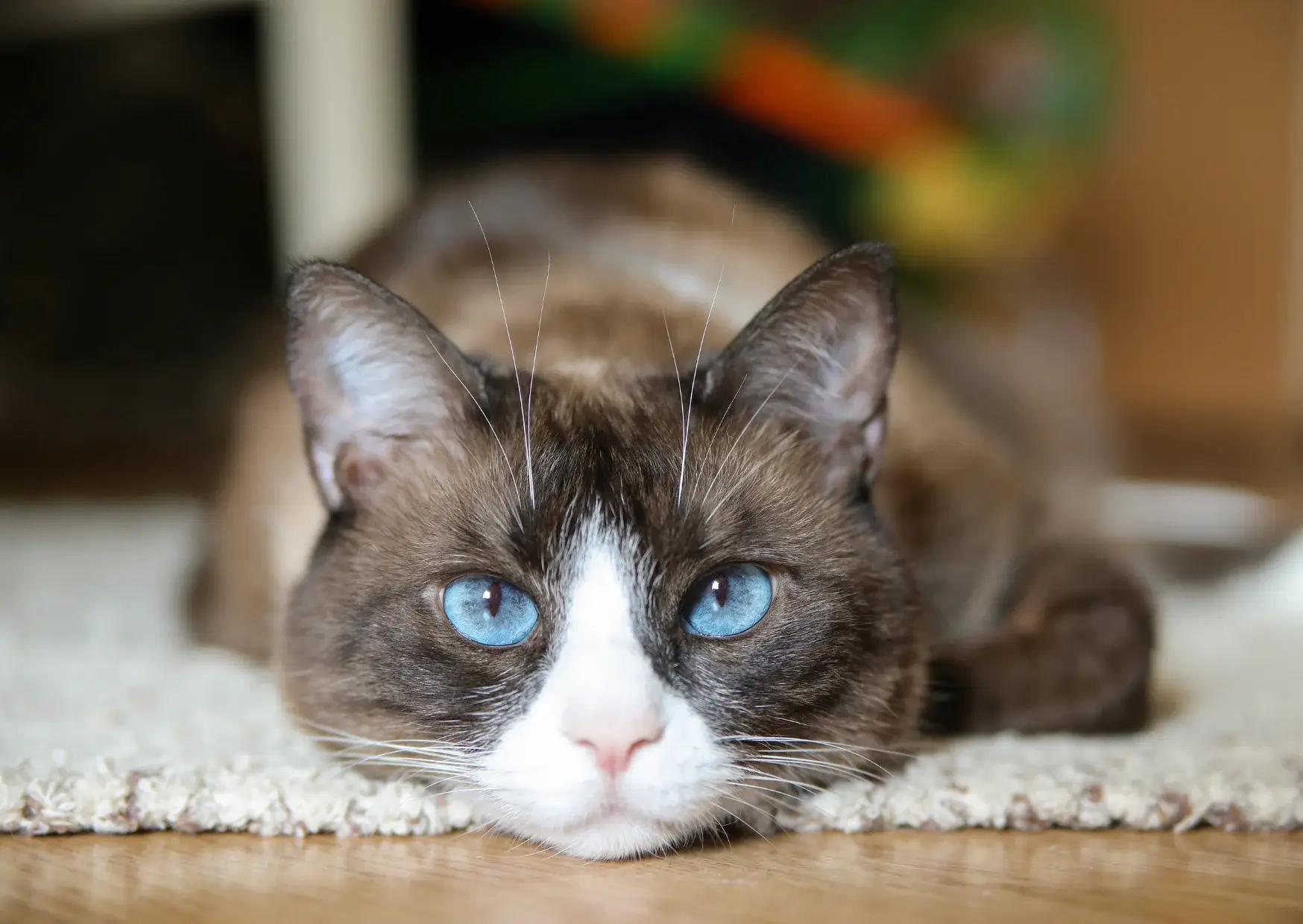 Snowshoe