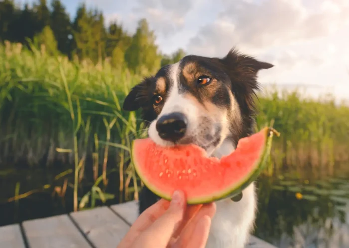 Top 12 des fruits bons pour les chiens