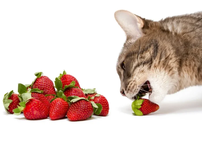 Top 10 des fruits bons pour les chats