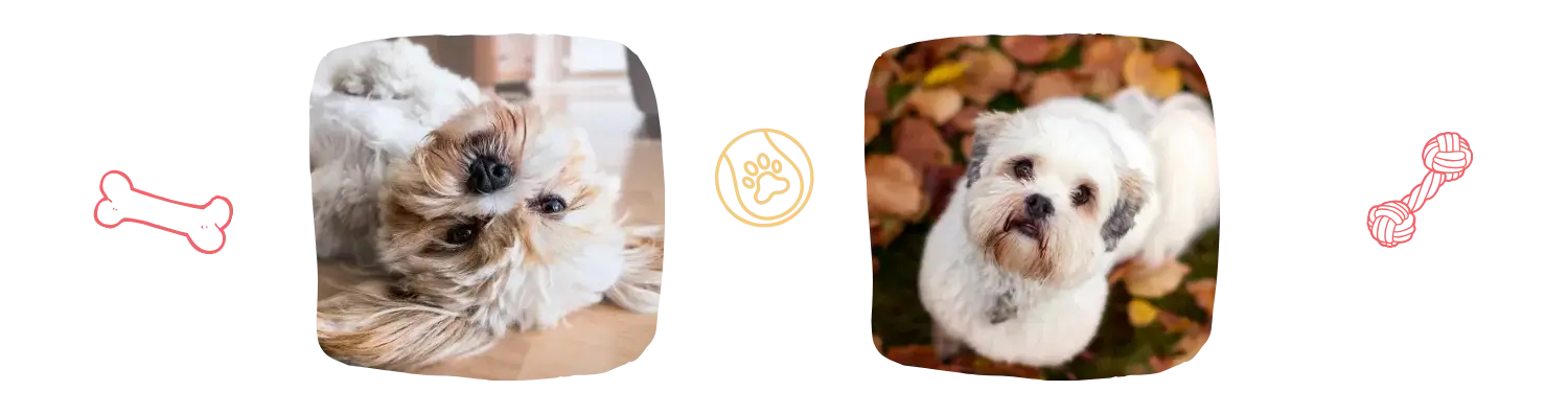 Vie idéale du Lhassa Apso