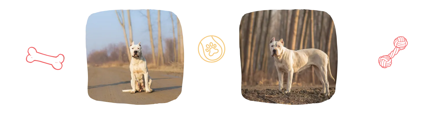 Vie ideale du Dogo