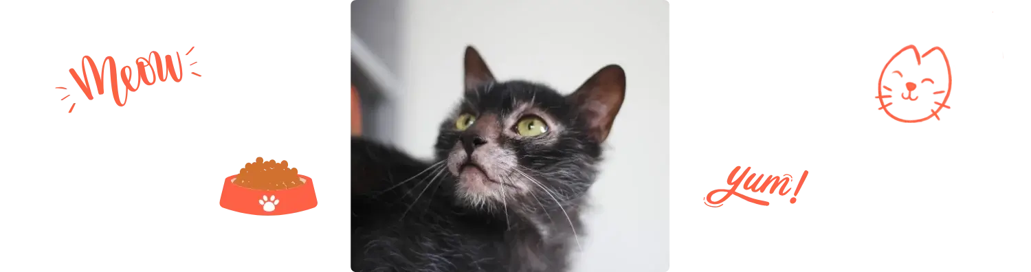 Aliment du Lykoi