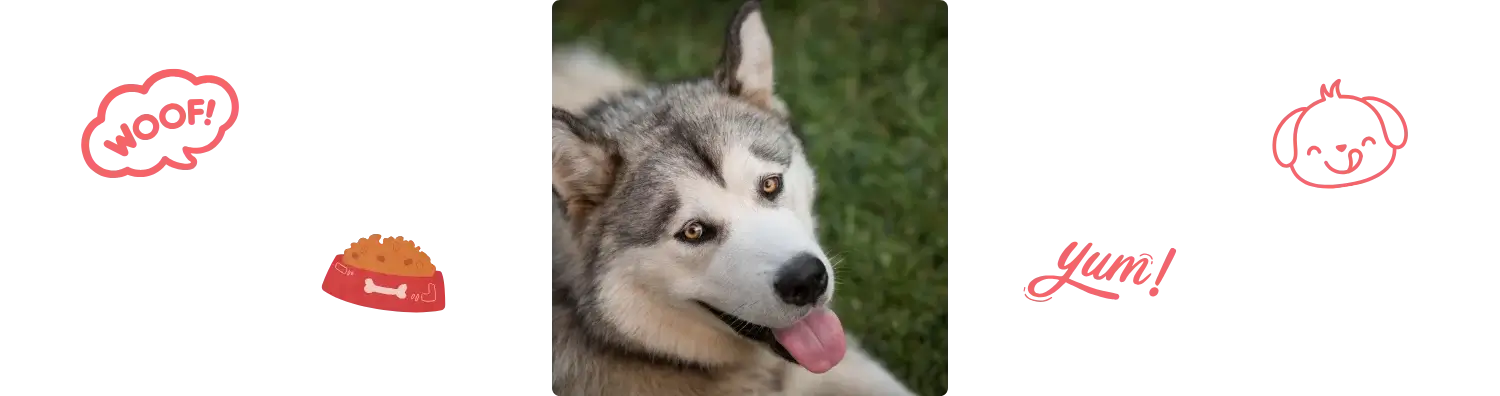Aliment du Malamute d'Alaska