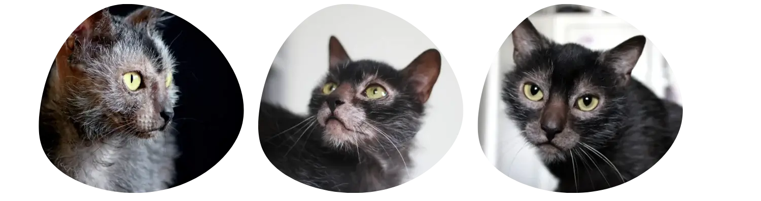 Couleurs de pelage du Lykoi