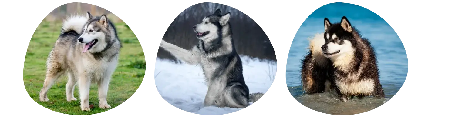 Couleurs de pelage du Malamute d'Alaska