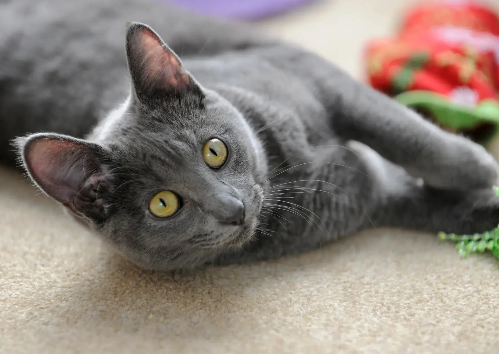 Korat