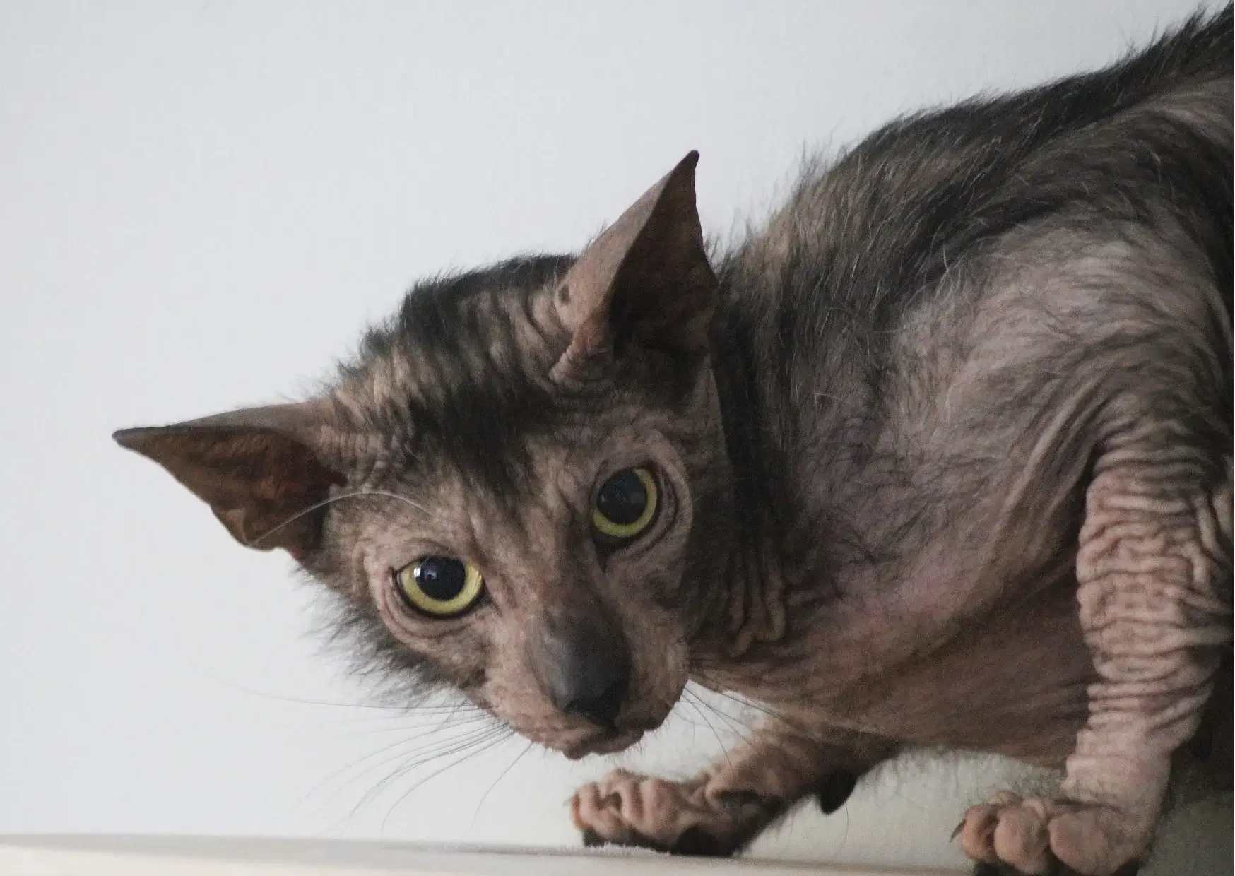 Lykoi