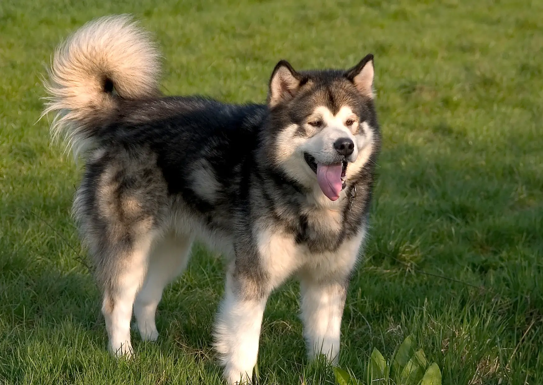 Malamute d'Alaska