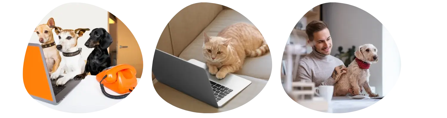 Certificat animal Wallonie