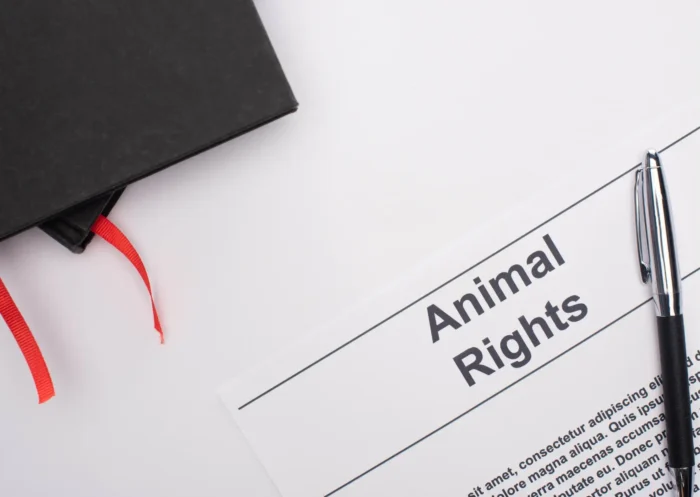 Certificat animal Wallonie : ce qui change pour les propriétaires d’animaux en 2025