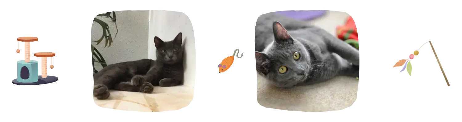 Vie idéale du Korat