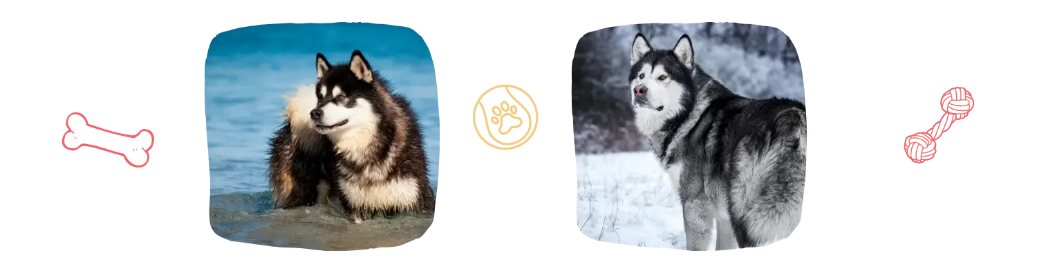 Vie idéale du Malamute d'Alaska