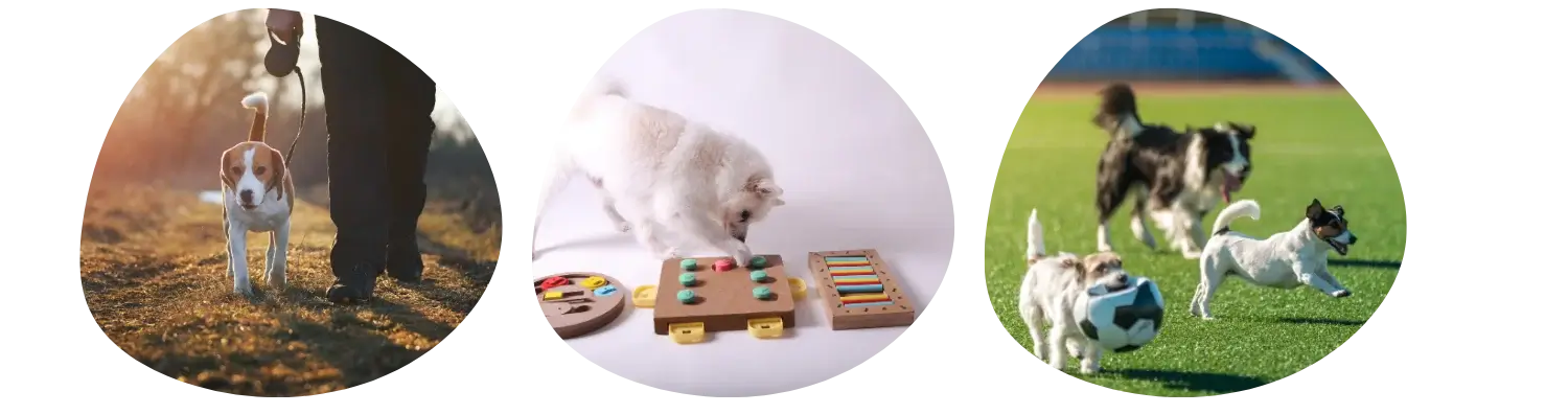 Comment faire maigrir son chien durablement