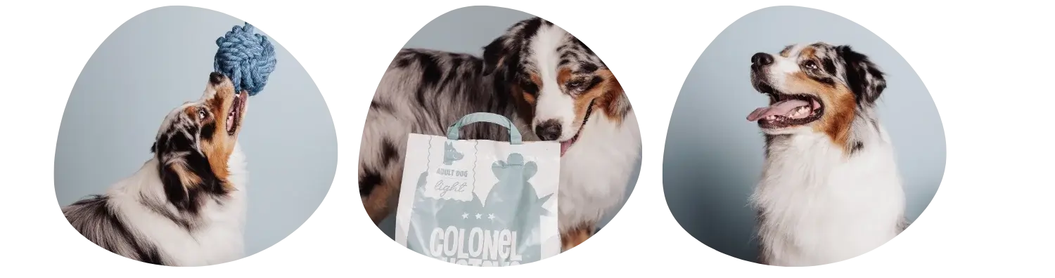 Croquettes light pour les chiens obèses et stérilisés