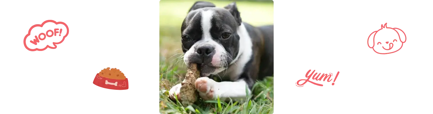Aliment du Boston Terrier