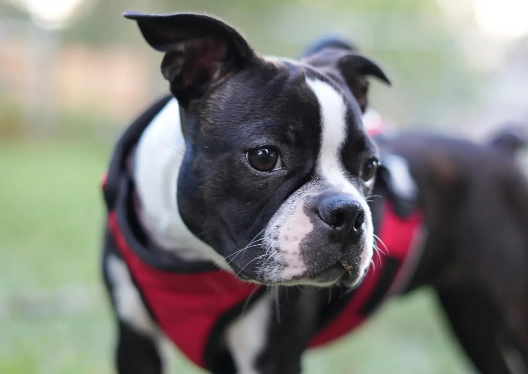 Boston Terrier