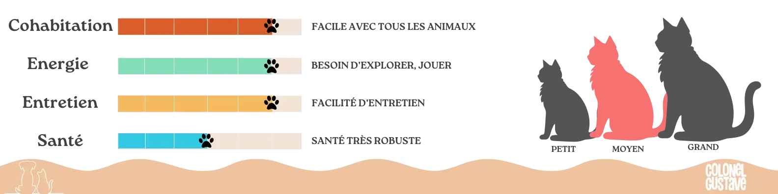 Caractéristiques du Chausie