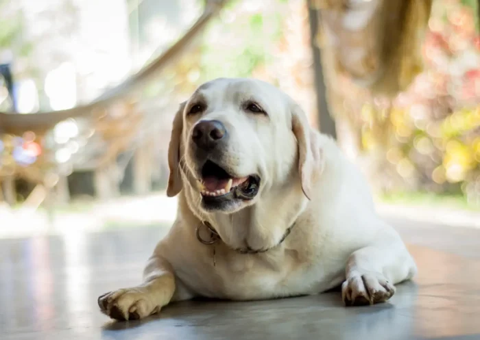 Comment faire maigrir son chien en douceur et durablement?