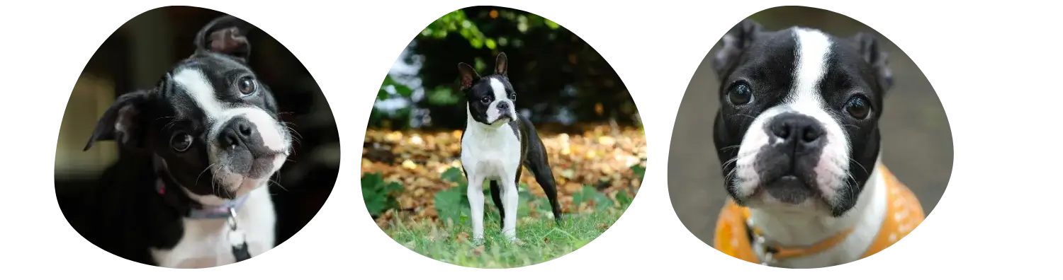 Couleurs de pelage du Boston Terrier