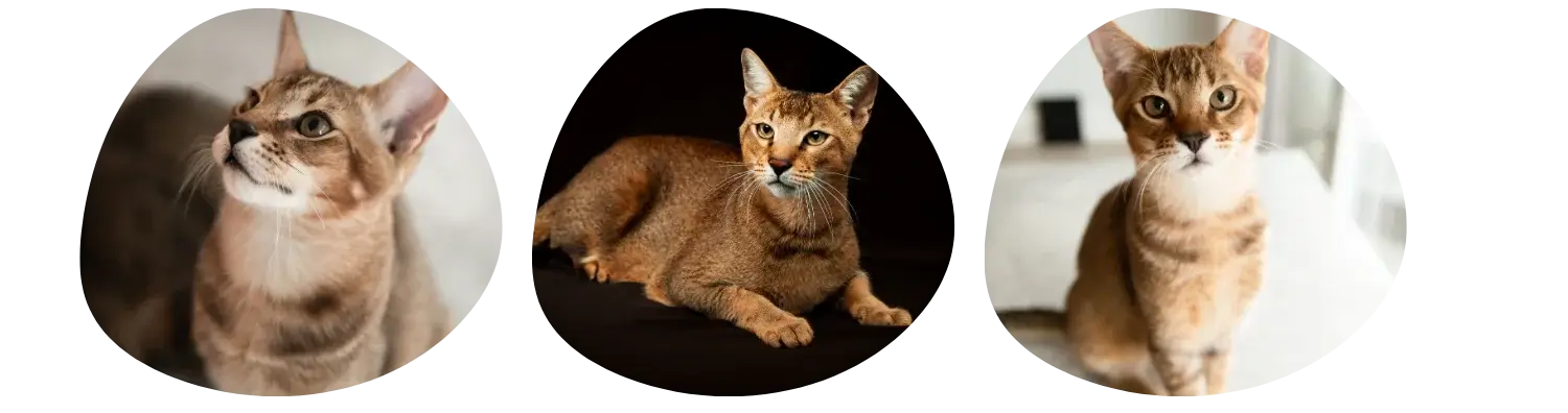 Couleurs de pelage du Chausie