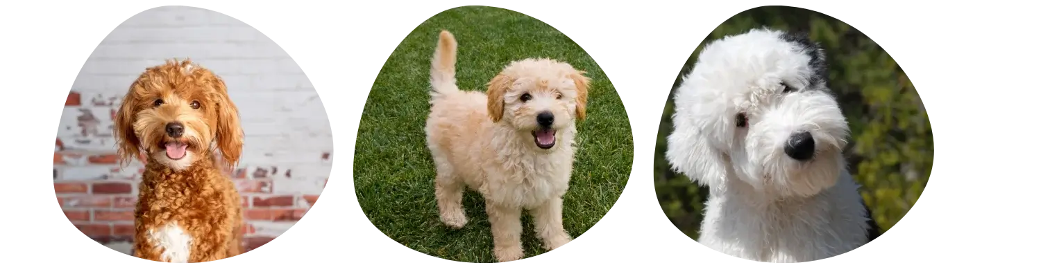 Couleurs de pelage du Goldendoodle