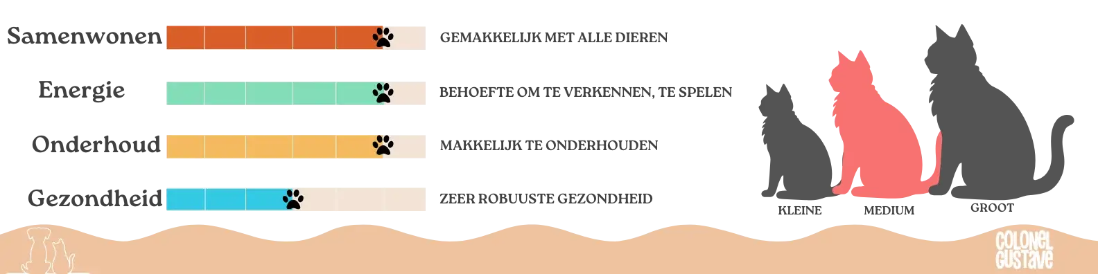 Kenmerken van de Chausie 