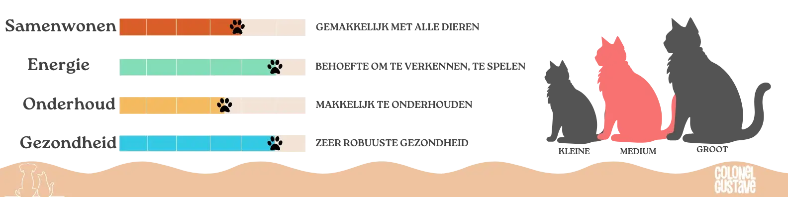 Kenmerken van de Pixie-bob