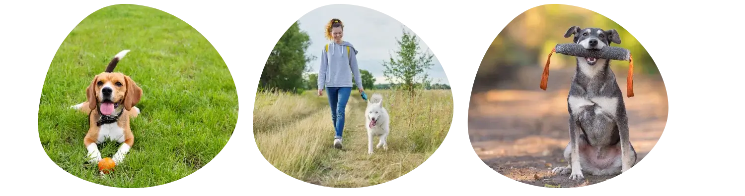 Parcs canins en Belgique