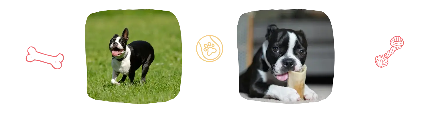 Vie idéale du Boston Terrier