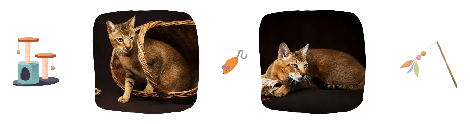 Vie idéale du Chausie