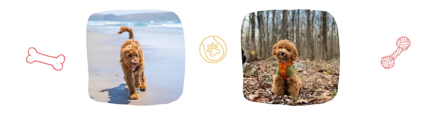 Vie idéale du Goldendoodle