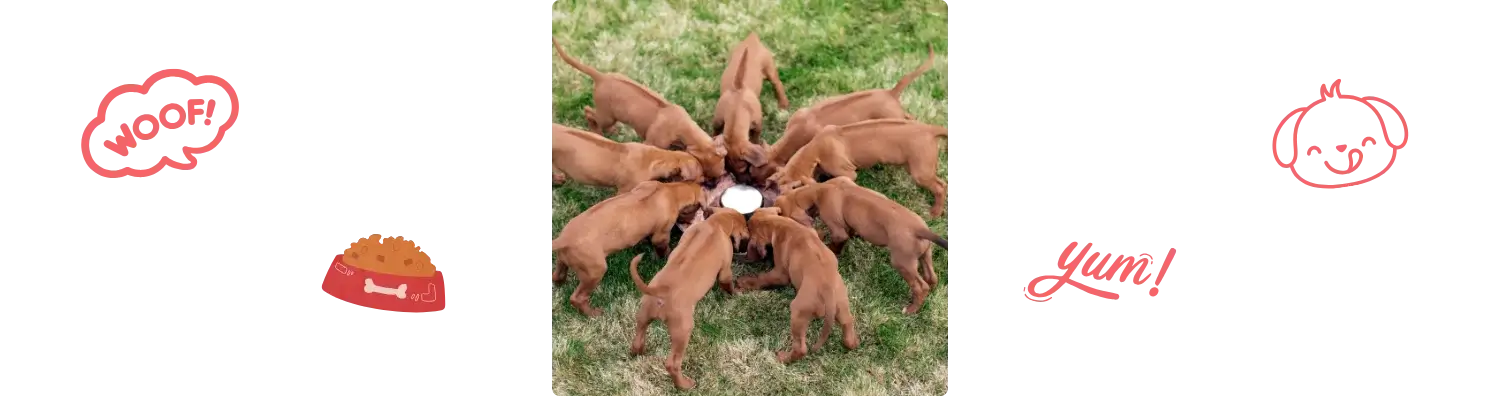 Aliment du Rhodesian Ridgeback 