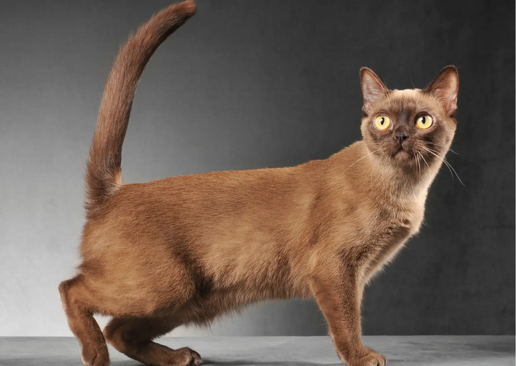 Burmese