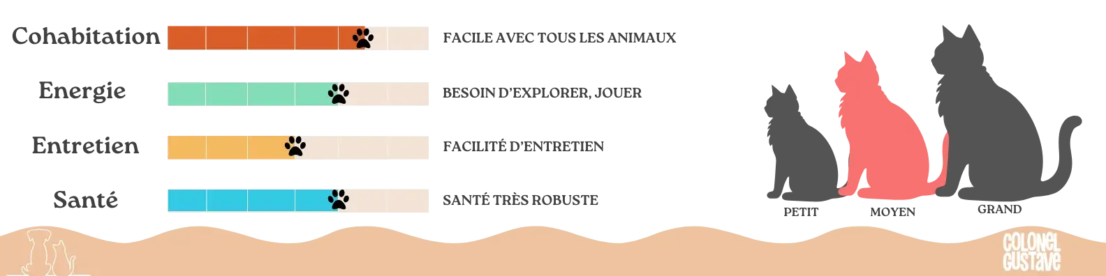 Caractéristiques du Cymric 