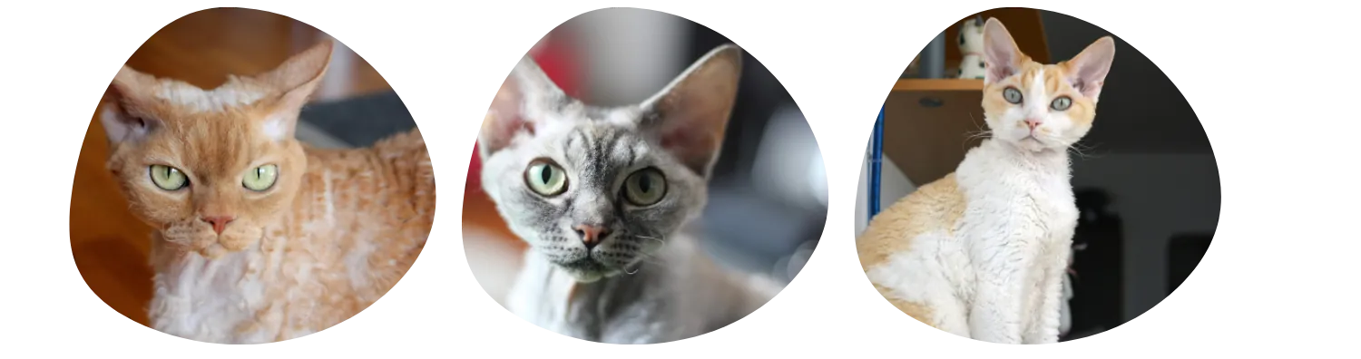 Couleurs de pelage du Devon Rex