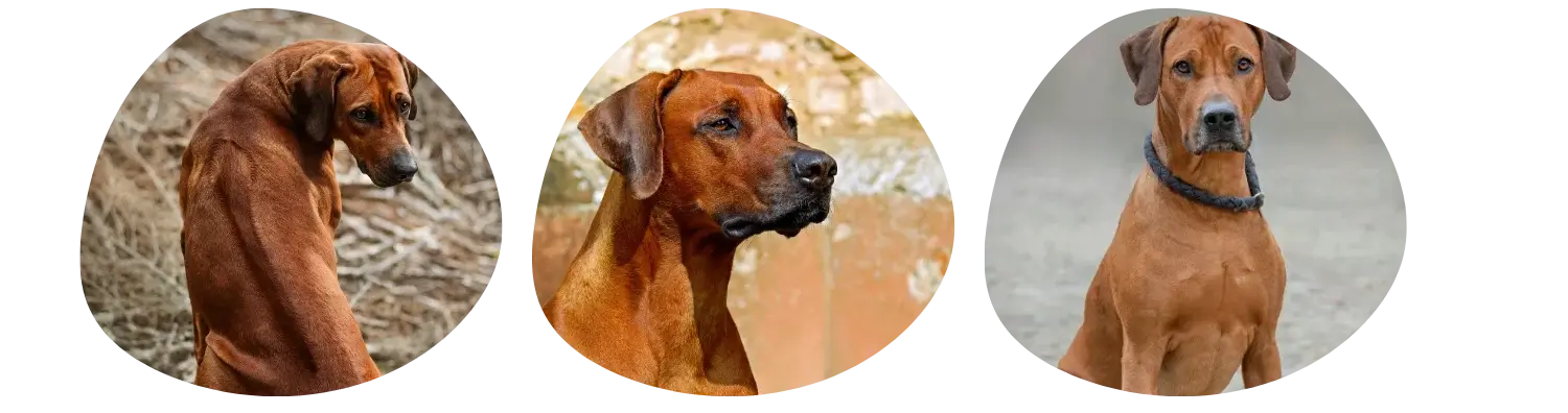 Couleurs de pelage du Rhodesian Ridgeback 