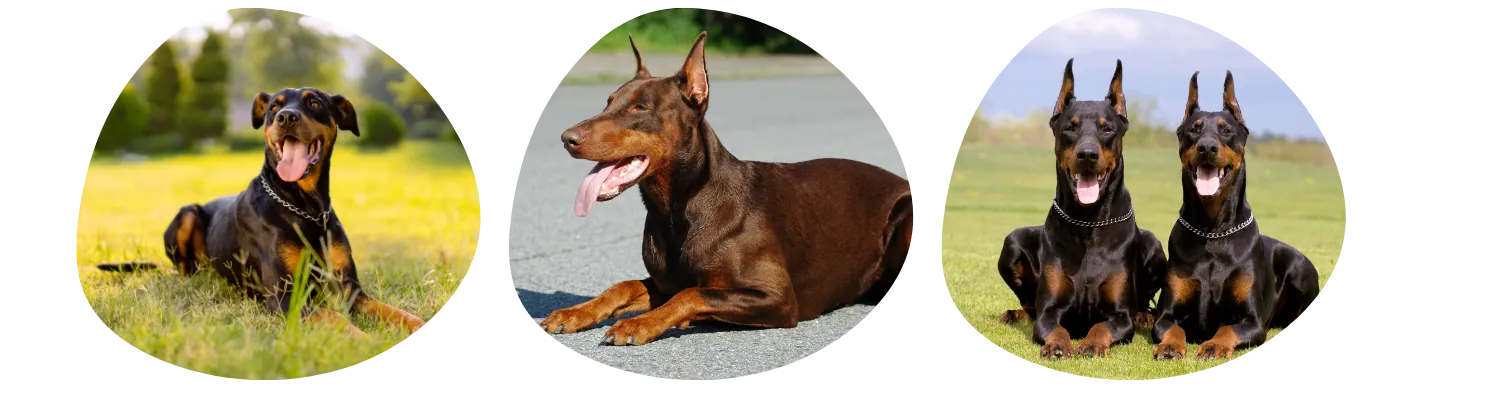 Couleurs de pelage du Dobermann
