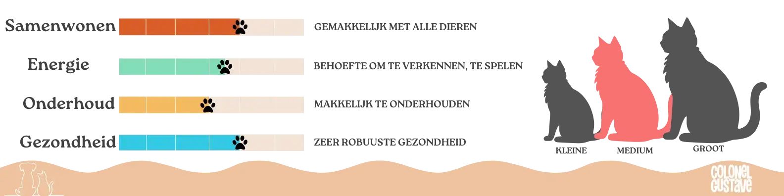 Kenmerken van de Cymric 