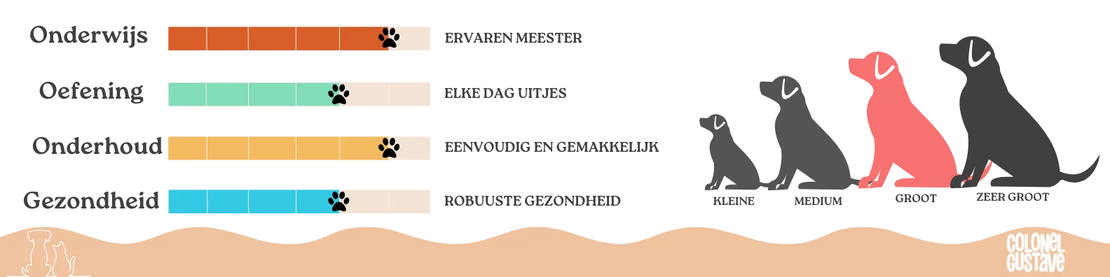 Kenmerken van de Dobermann