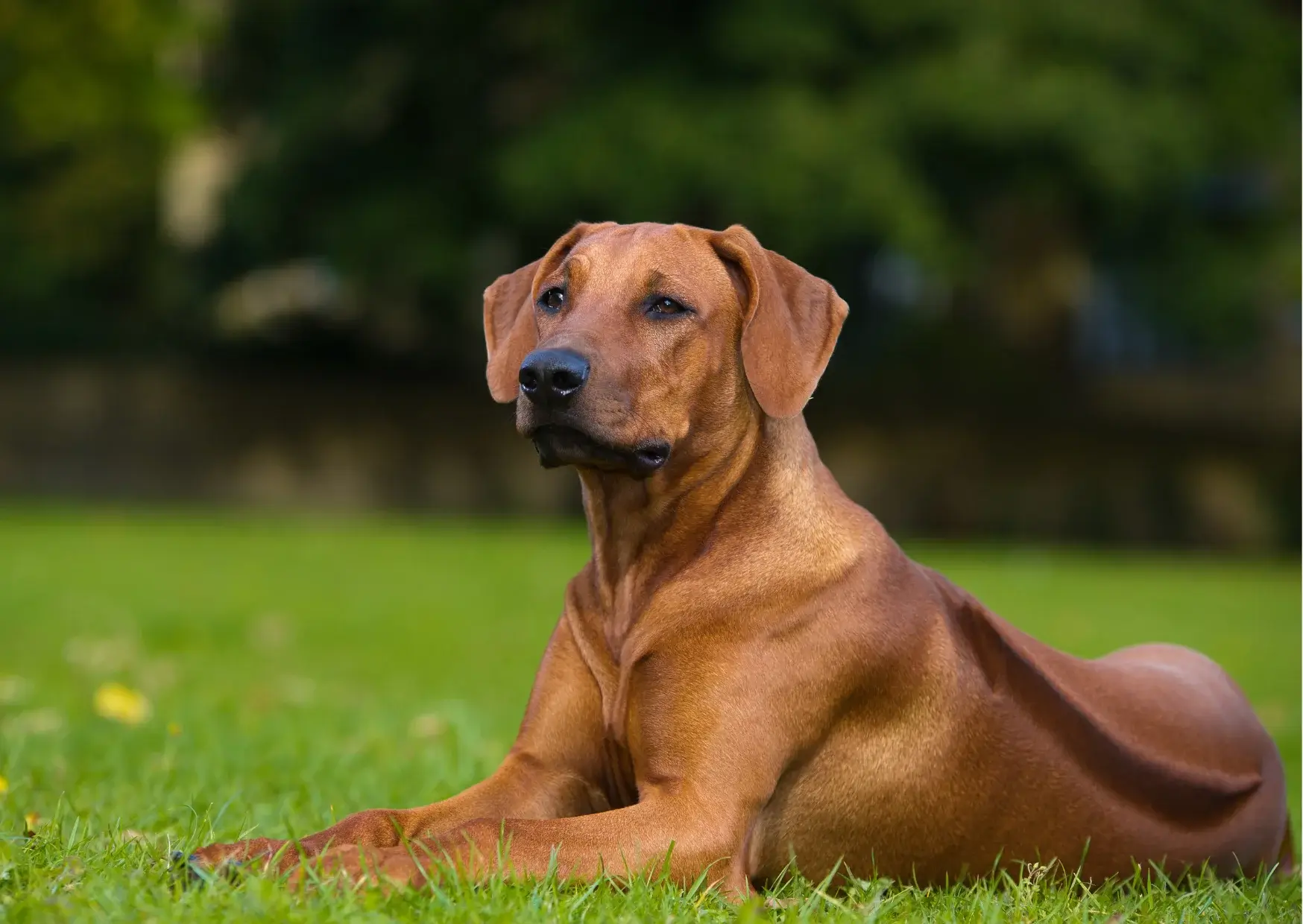 Rhodesian Ridgeback