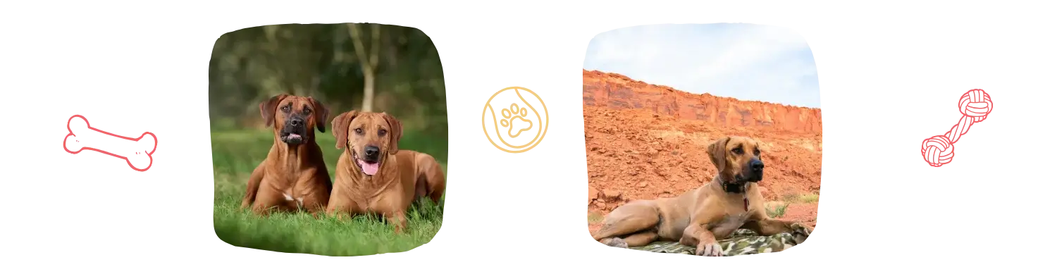 Vie idéale du Rhodesian Ridgeback
