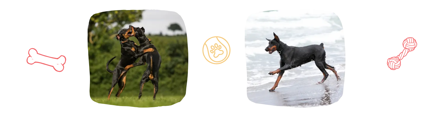Vie ideale du Dobermann