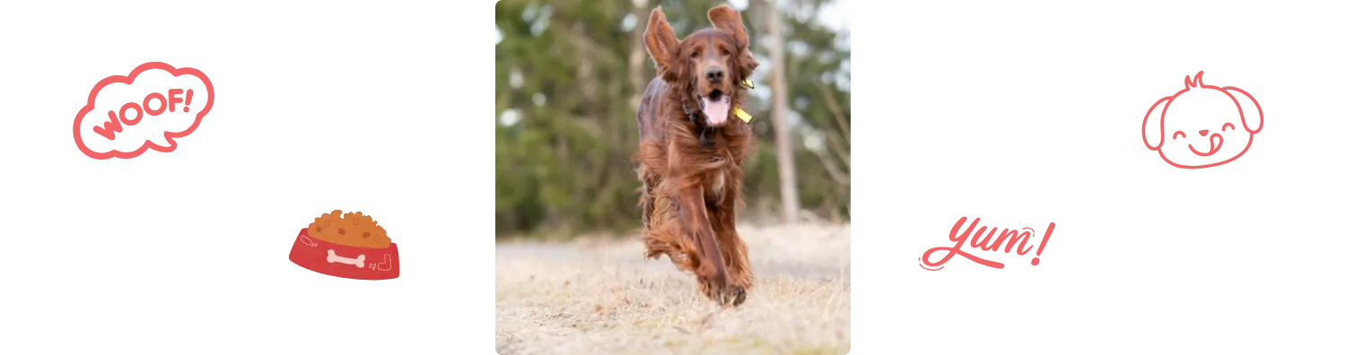 Aliment du Setter Irlandais Rouge