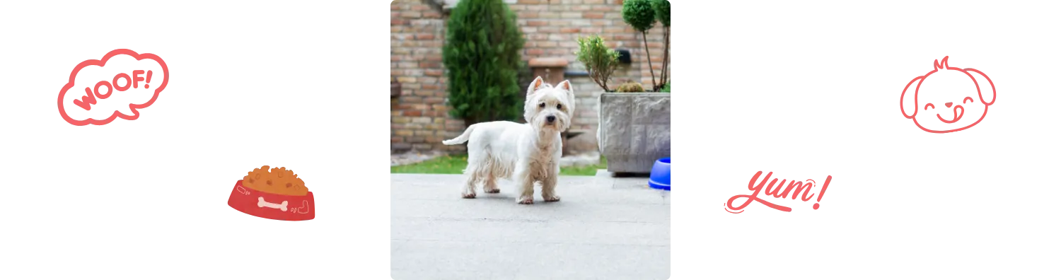 Aliment du Westie