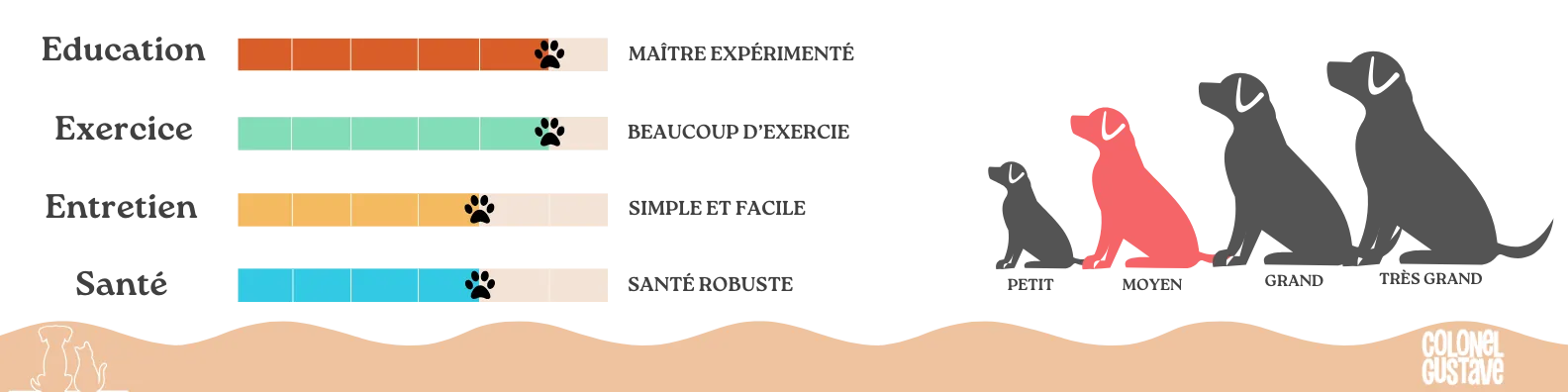 Caractéristiques du Setter Irlandais Rouge