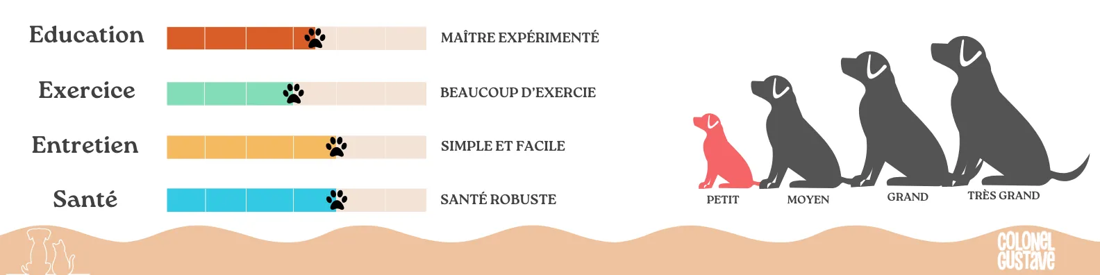 Caractéristiques du Westie