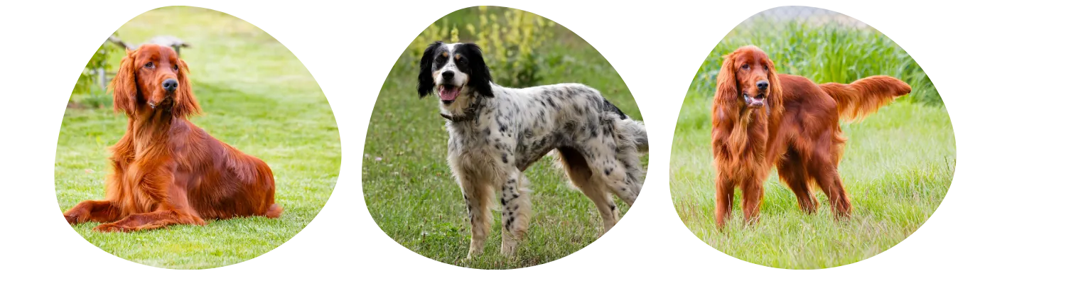 Couleurs de pelage du Setter Irlandais Rouge