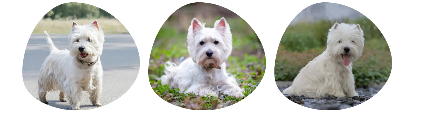 Couleurs de pelage du Westie