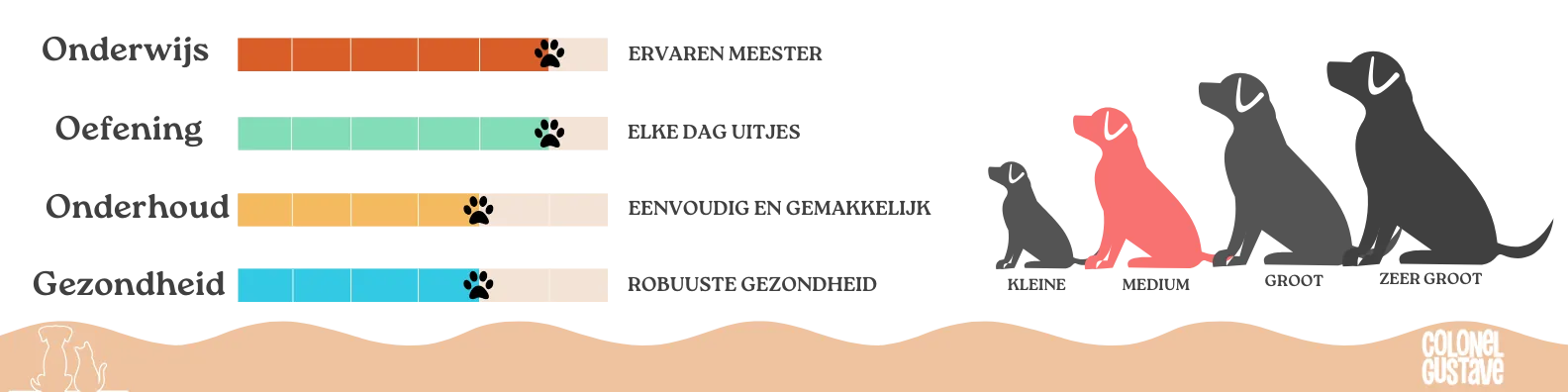 Kenmerken van de Ierse Rode Setter